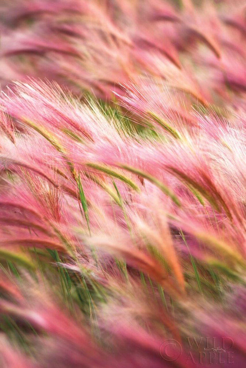 Foxtail Barley IV Poster Print by Alan Majchrowicz - Item # VARPDX52315